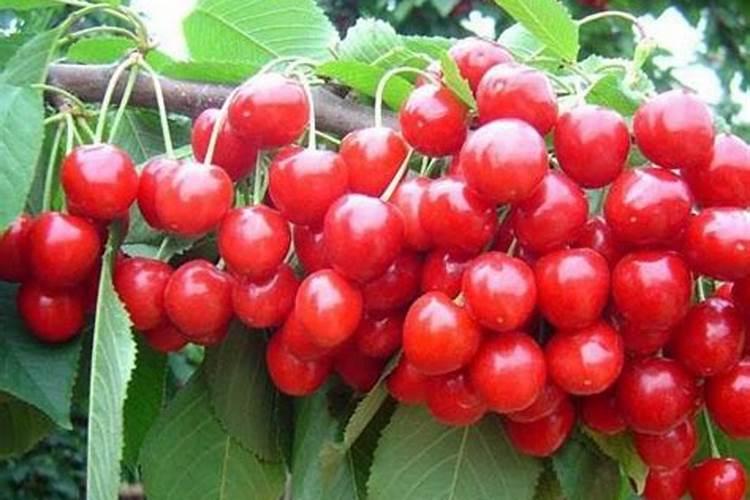 大樱桃用什么肥料早熟还上色