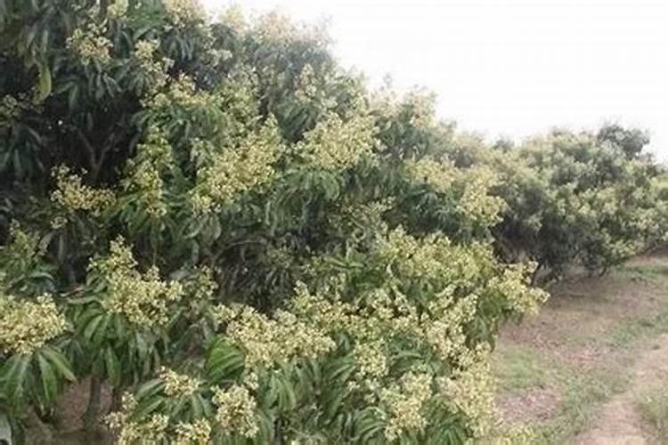 氮肥会对葡萄树烧根吗