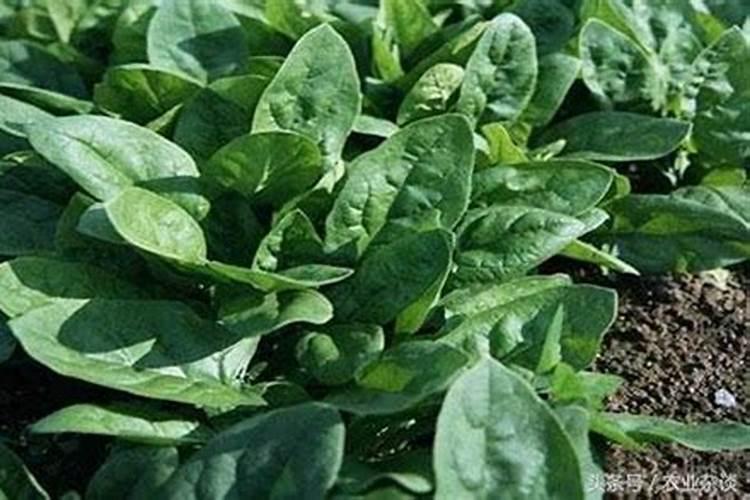 菠菜可以撒尿素吗