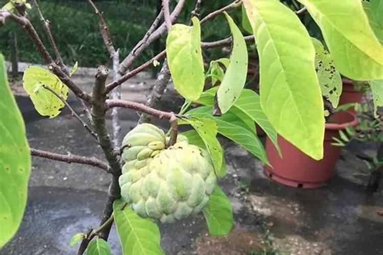 番荔枝幼年树如何施肥？