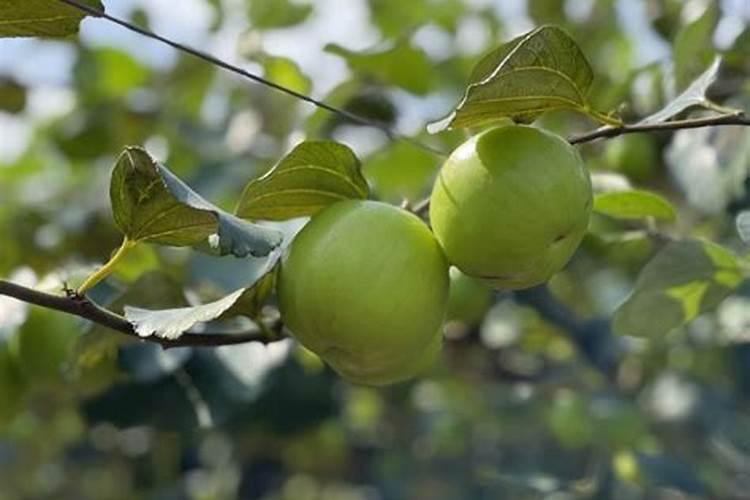 果树下什么肥料最好