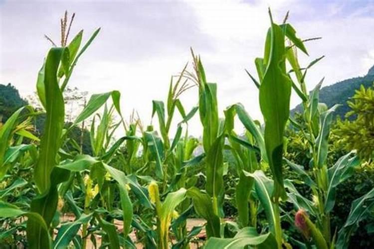 罗汉果施肥注意事项及方法