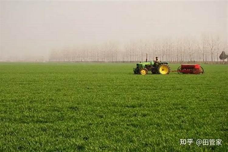 早熟禾草坪用什么肥料追肥？