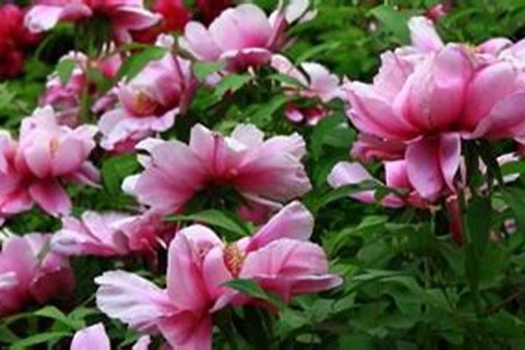 牡丹叶面肥打什么 喷肥注意事项