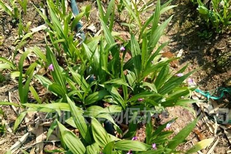 植物体内各种大量元素的含量是多少