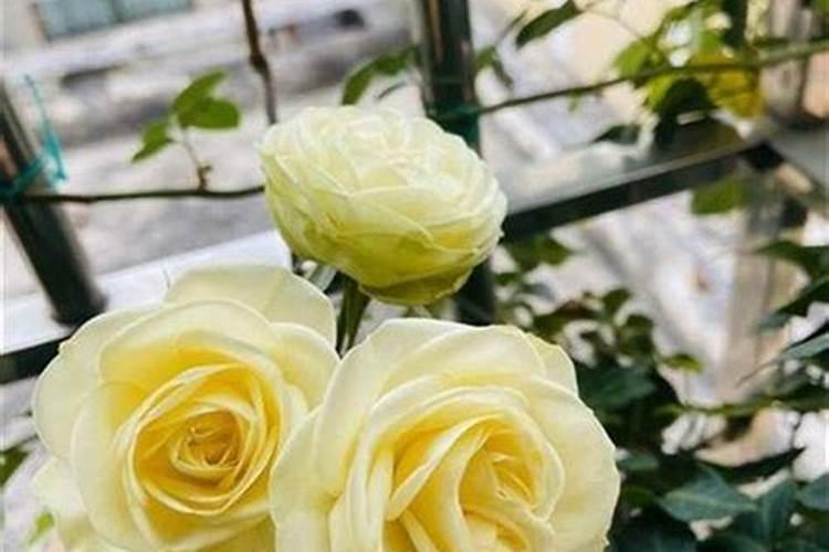 大豆结荚期喷施什么叶面肥肥