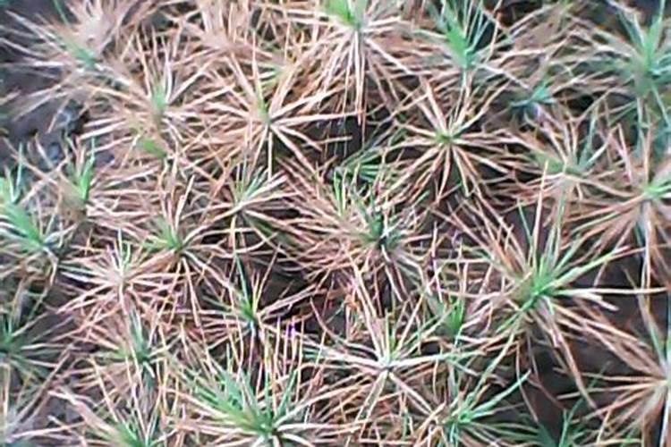 种植黄豆为什么底肥不能施得太多了,难道黄豆喜欢贫瘠之地？