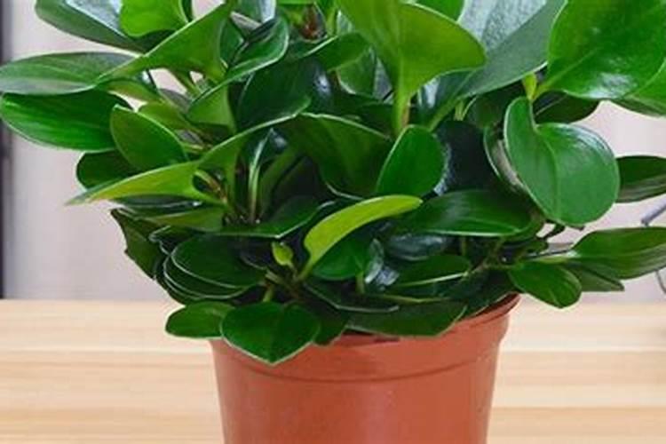 白菜可以用磷肥吗