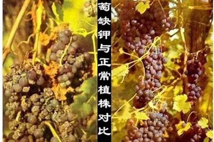 含氯化钾的化肥用于葡萄会有什么影响(危害)!!