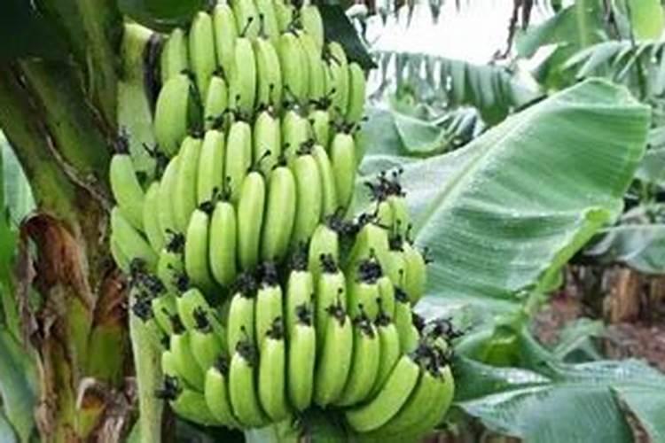 葡萄树施什么肥料最好