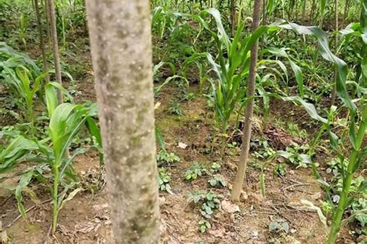 黄柏属于什么植物类型？