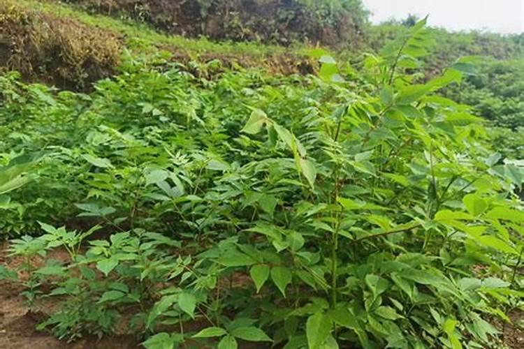 黄皮果的栽培技术