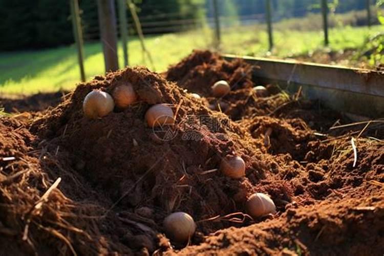 地瓜病毒病症状与防治方法