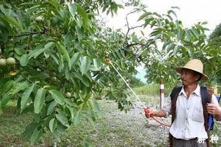 核桃进入硬核期怎样施肥？