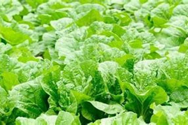 怎样给大白菜科学地施肥浇水？