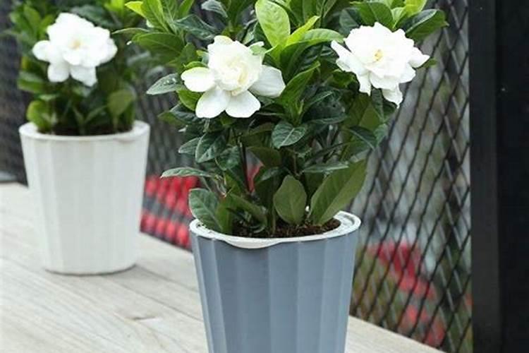 栀子花施什么肥好