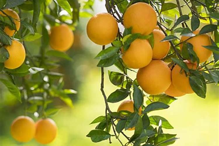 脐橙树冬季什么时候可以打芸苔素？