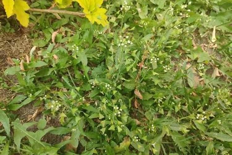 小麦什么时候打灭草剂