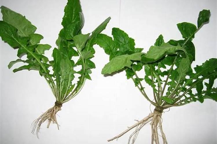 除草剂药害怎么报案,怎么维权？