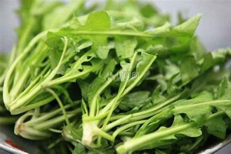 冬季荠菜种植正当时,越冷越美味？(附:家庭种植技巧)