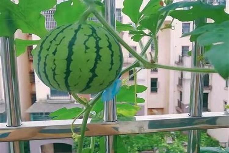 复合肥可以兑水浇菜吗