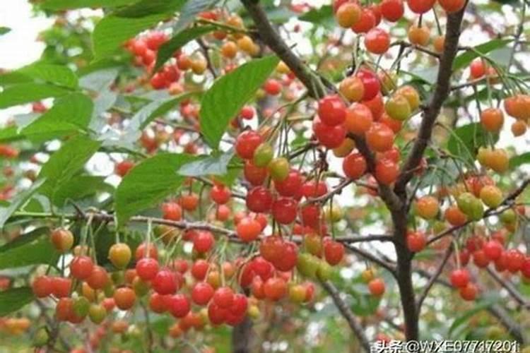 桃树一年中各时期都用什么化肥好