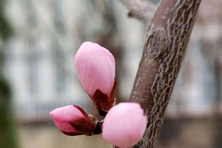 磷肥下了多久会开花 添加磷肥后需要多长时间花会开？