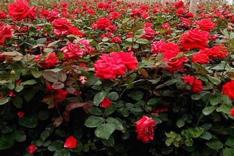 水溶肥,含量配比怎么计算,,,如201030怎么配