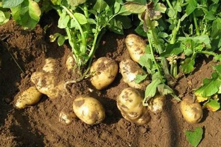 速生白蜡秋天可以裸根养吗？