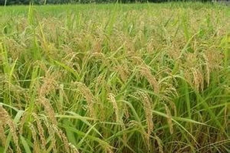 土豆能打芸苔素吗