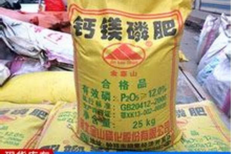 铁海棠怎么施肥