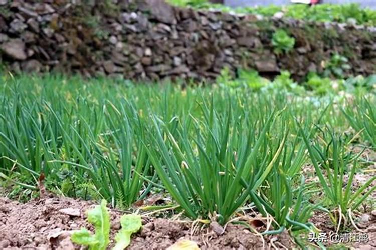 花生叶面肥能不能打白菜？