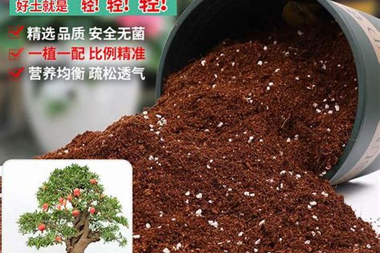 石榴树施肥时间和方法