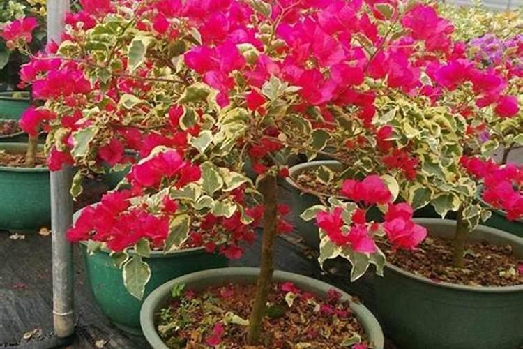 三角梅施肥的正确方法 三角梅要施什么肥才能开花