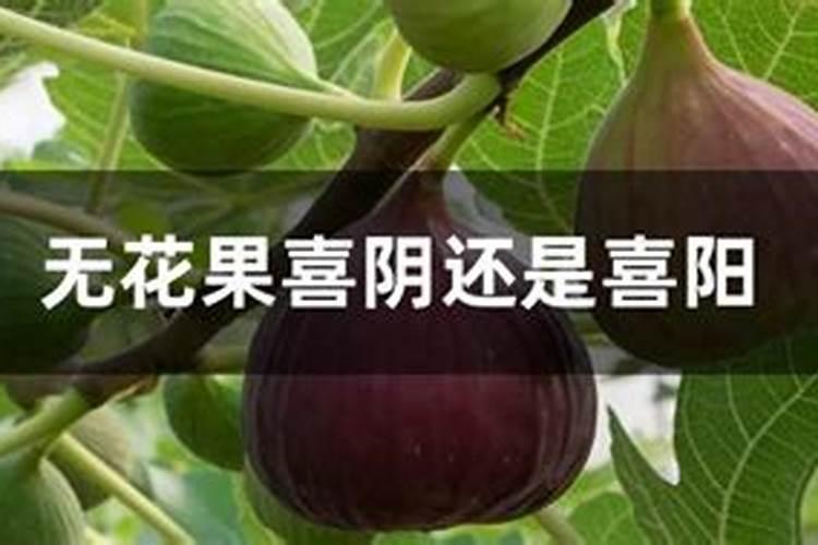 蜜柚种植,如何科学施肥提质增产？