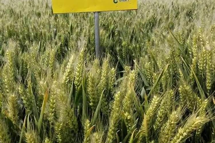 蝴蝶兰的花蕾怎样养护