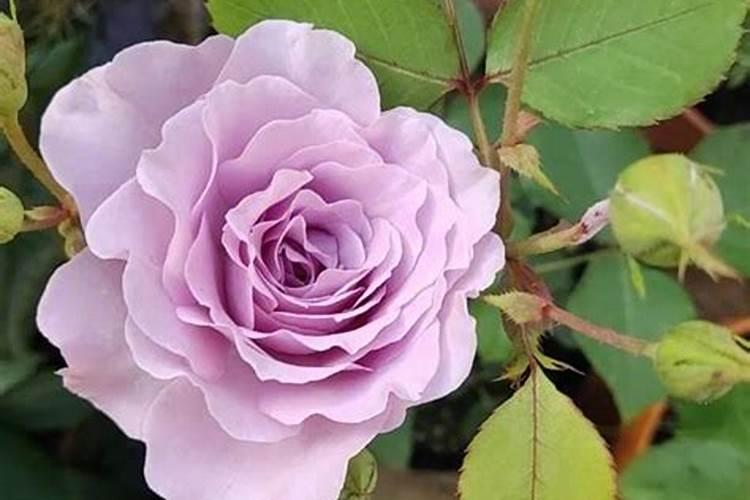 春天月季花换盆没加底肥以后怎么施肥