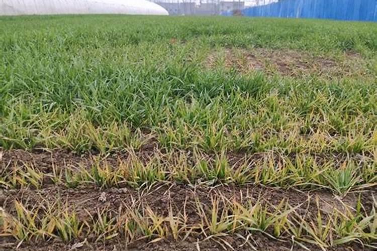 如何给大蒜施返青肥