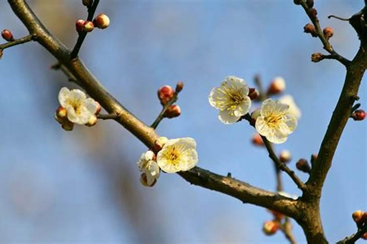 盆栽梅花怎么施肥？