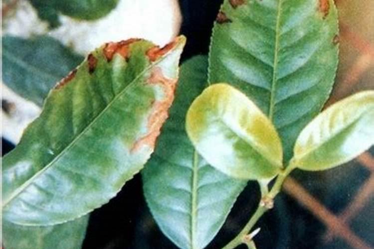 绿茶树时间长了,炒出来绿茶香气谈了,茶树缺少什么营养？