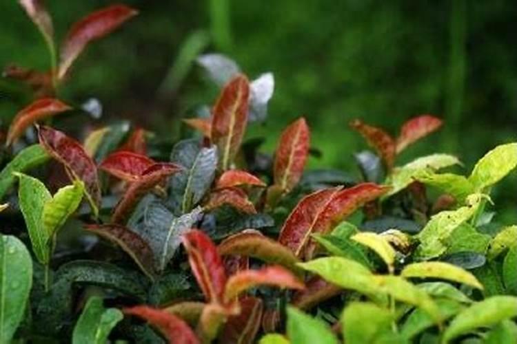 茶树缺素症防治方法