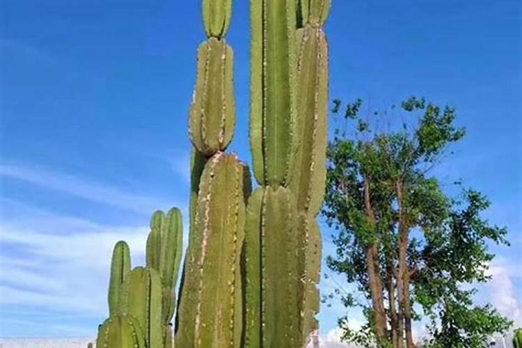 量天尺施肥方法,用什么肥好