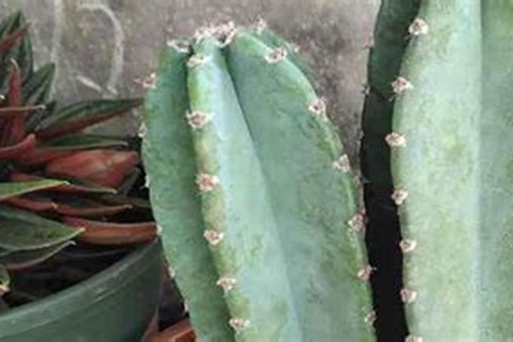 量天尺如何施肥