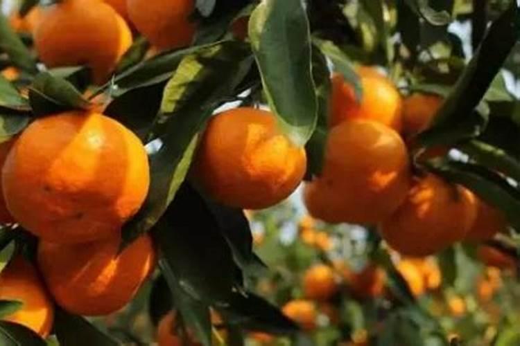 柑橘如何控梢保花保果？