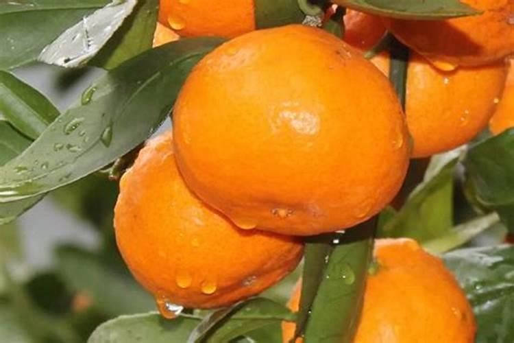 想要种植不麻嘴的滑皮金桔,那么在栽培时需注意什么？