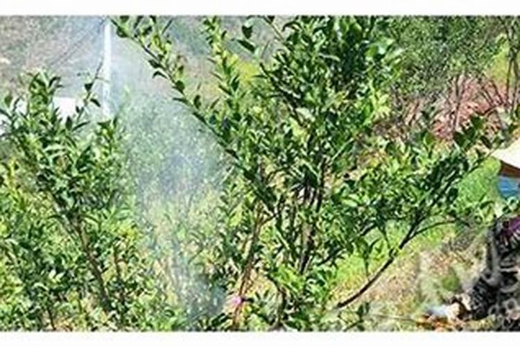 柑橘花雷期春芽过旺什么办？
