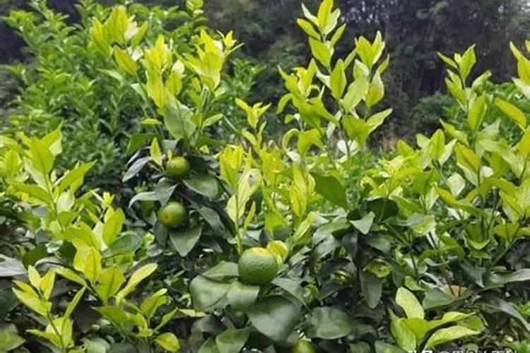 柑橘花芽分化用什么肥