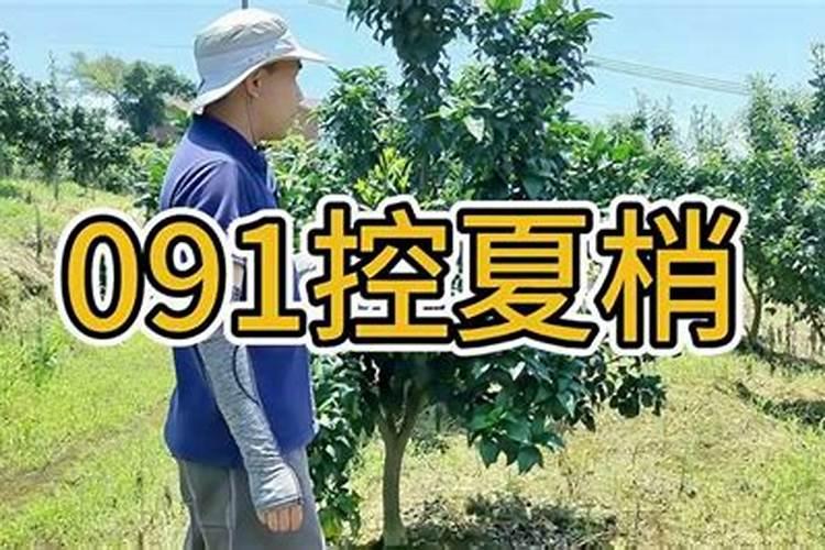 柑橘夏季施什么肥？