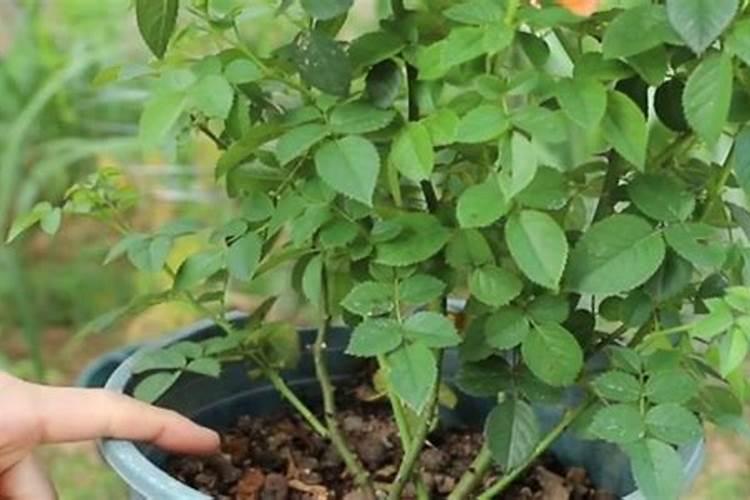 月季夏季施肥方法是什么 具体要怎么做