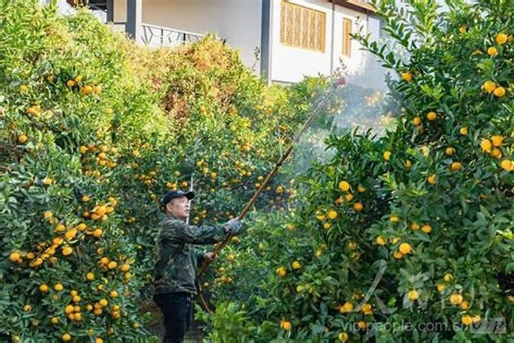 桔子树开花前打什么药